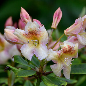 DSC 1710 Rhododendron
