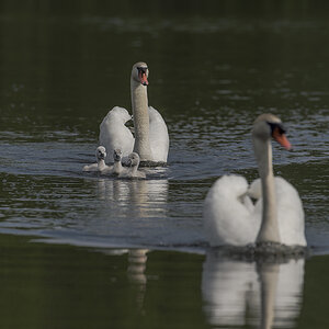 schwan 02