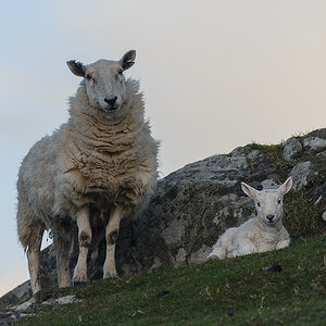 Schaf mit Lamm Schottland 2016