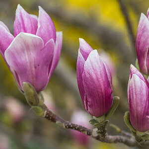 Magnolienblüten