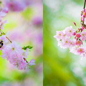 Hanami in Königsbach-Stein