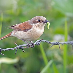 D75 6158 Frau Neuntöter mit Raupe 6 2016