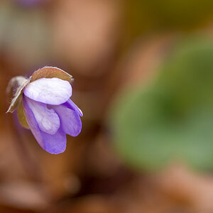 Leberblümchen