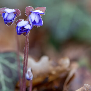 Leberblümchen