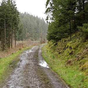 DSC 3778 NSG Perlenbachtal

Auf dem Weg zur Narzissenblüte. Der Himmel ist grau und nicht mehr Sonnendurchbrochen wie 1 Stunde vorher beim Start zum A