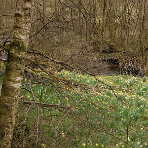 DSC 3780 NSG Perlenbachtal

Das Foto zeigt, wie das rauhe Klima in Eifel und Venn wirkt.. es ist kaum ausschlagendes Grün an den noch lebenden Bäumen 