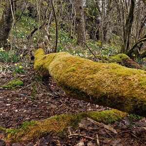 DSC 3794 NSG Perlenbachtal