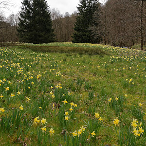 DSC 3808 NSG Perlenbach