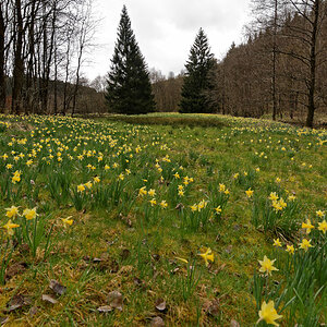DSC 3809 NSG Perlenbachtal

Narzissenwiese am Perlenbach..eben schien noch etwas die Sonne..