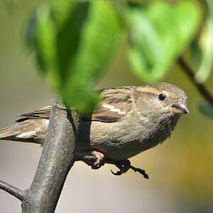 DSC 1262 Spatz