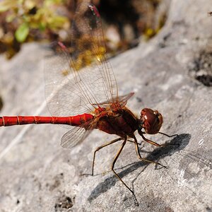 Libelle