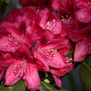 DSC 3848
