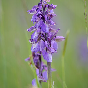 AnacamptisMorio PFB 1000x665 DSC2767