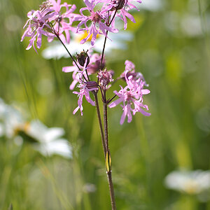 Lychnis STU 1000x665 DSC2754