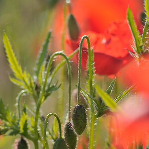Papaver STU 1000x665 DSC2751