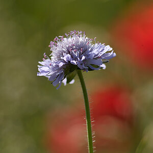 Scabiosa STU 1000x665 DSC2752