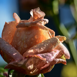 PJA2507 D800 105 Tropfenrose1 Web