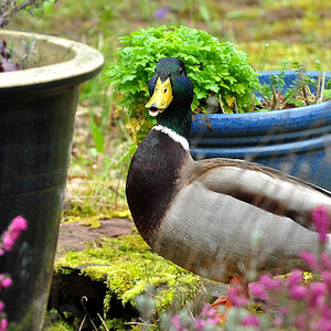 DSC 5648 Ente