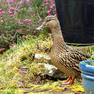 DSC 5655 Ente