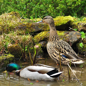 DSC 5662 Ente