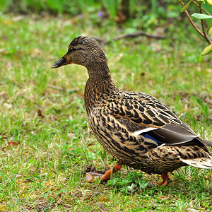 DSC 5684 Ente