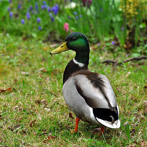 DSC 5686 Ente