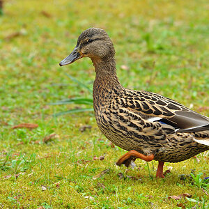 DSC 5688 Ente