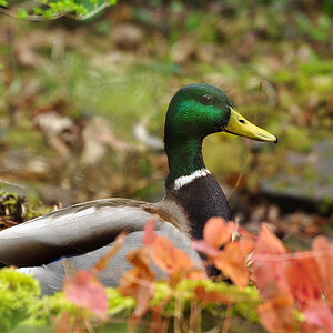 DSC 5709 Ente
