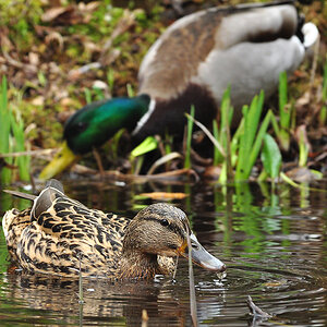 DSC 5718 Ente