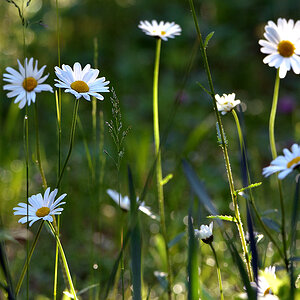 DSC 1706 Wiesenblumen