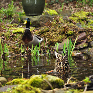 DSC 5719 Ente