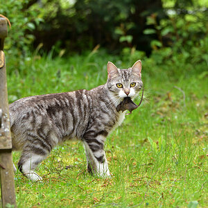 DSC 1297 Katze