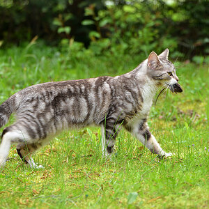 DSC 1299 Katze