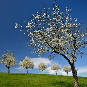 Kirschblüten