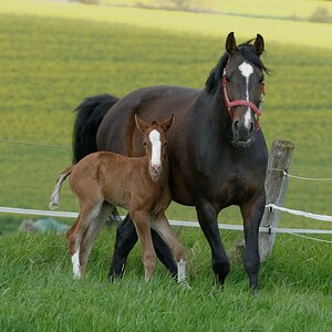 Mama, renn mit mir