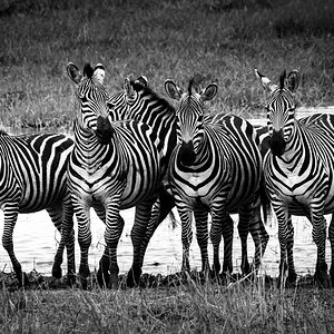 tansania zebra sw 2