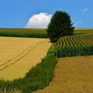 Agrarlandschaft