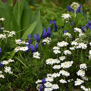 DSC 1232 Plümchen