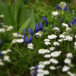 DSC 1232 Plümchen 2