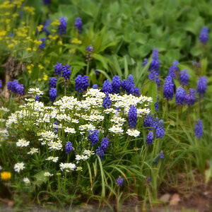 DSC 1236 Plümchen