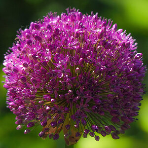Alliaceae b P6050022