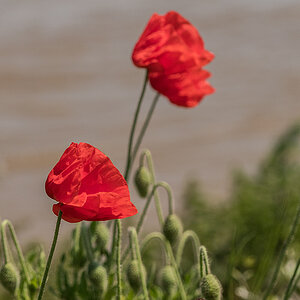 Mohn P6050065 Bearbeitet