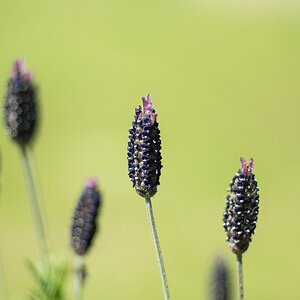 Lavendel P5140057