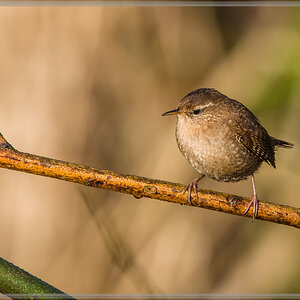 20160326 0147 [NIKON D810] 850 mm,1 800 Sek. bei ƒ   8,0