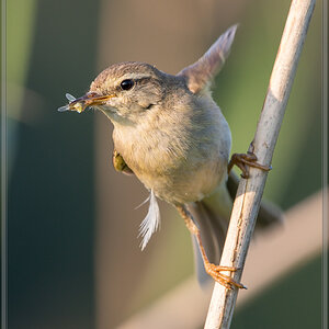 20160604 4384 [NIKON D500] 500 mm,1 200 Sek. bei ƒ   7,1