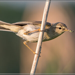20160604 4446 [NIKON D500] 500 mm,1 200 Sek. bei ƒ   7,1