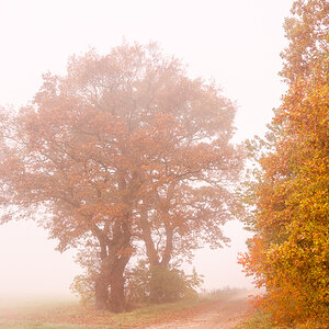 Herbstnebel 1