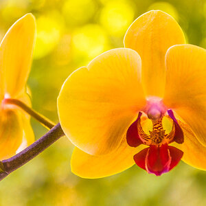 Orchidee