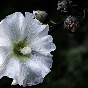 Blüte nach dem Regen