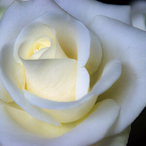 Weiße Rose